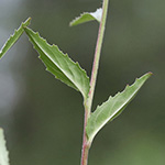 Epilobium collinum - Hügel-Weidenröschen