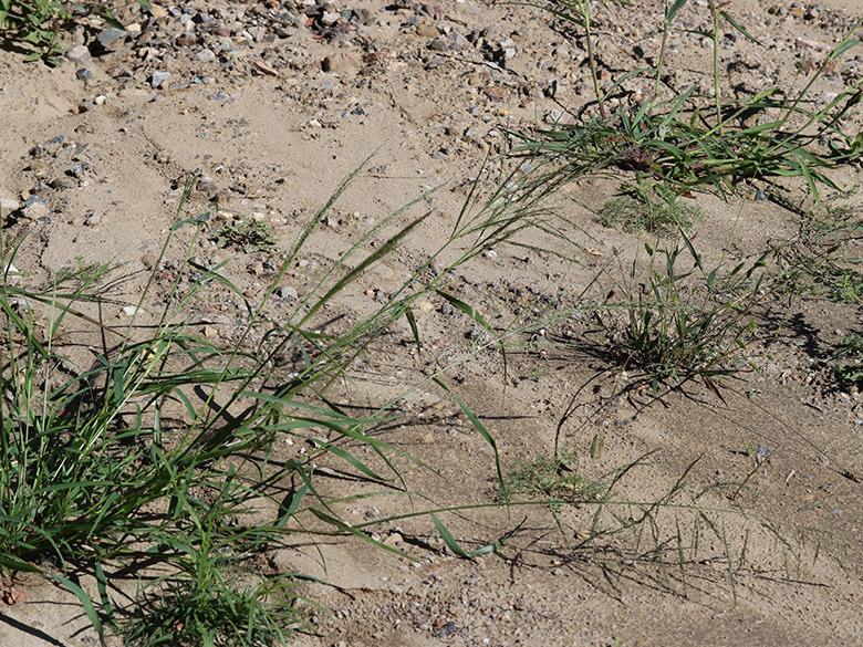 Eragrostis virescens