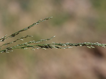 Eragrostis virescens