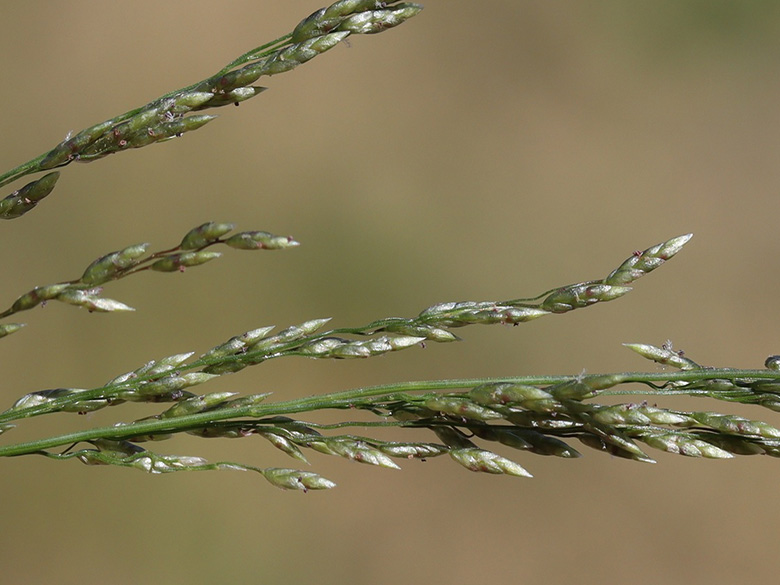 Eragrostis virescens