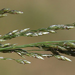 Eragrostis virescens