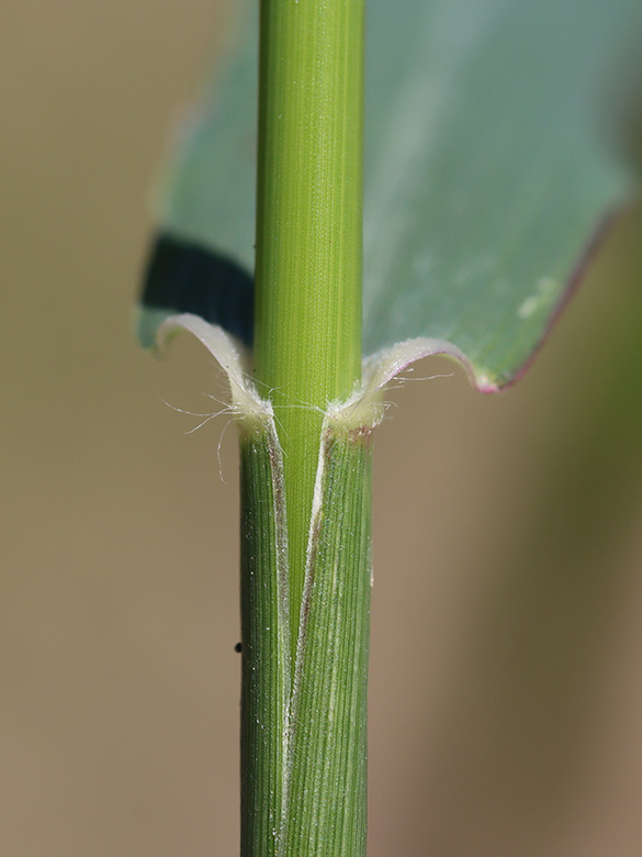 Eragrostis virescens