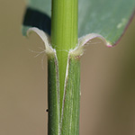 Eragrostis virescens - Grünliches Liebesgras