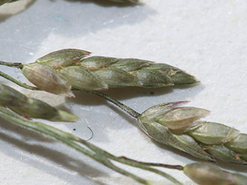 Eragrostis virescens