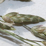 Eragrostis virescens - Grünliches Liebesgras
