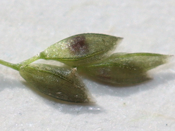 Eragrostis virescens
