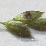 Eragrostis virescens - Grünliches Liebesgras