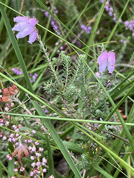 Erica tetralix