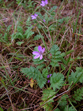 Erodium cicutarium