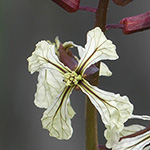 Eruca vesicaria - Echte Senfrauke