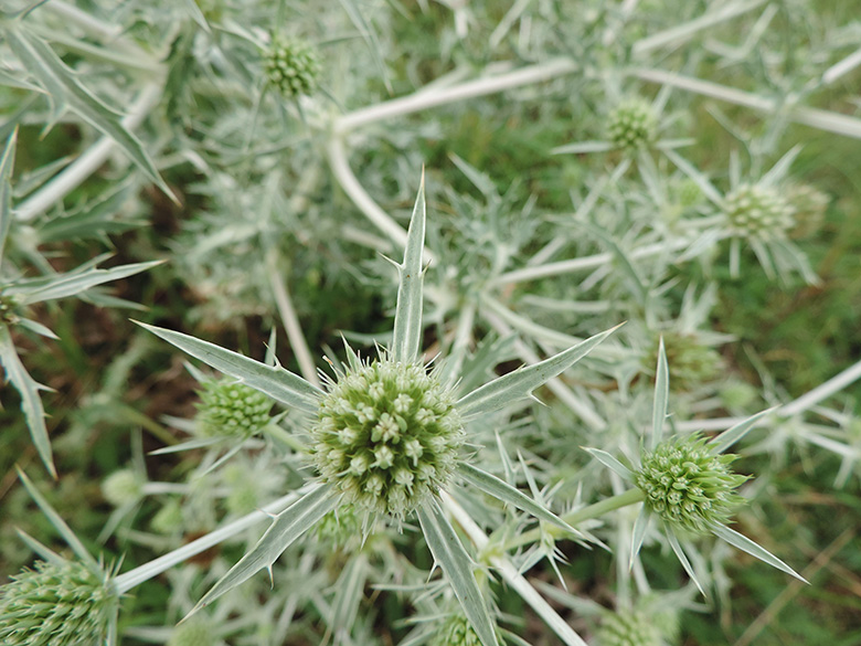 Eryngium campestre