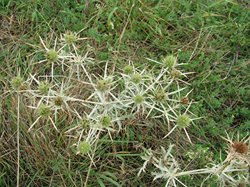 Eryngium campestre