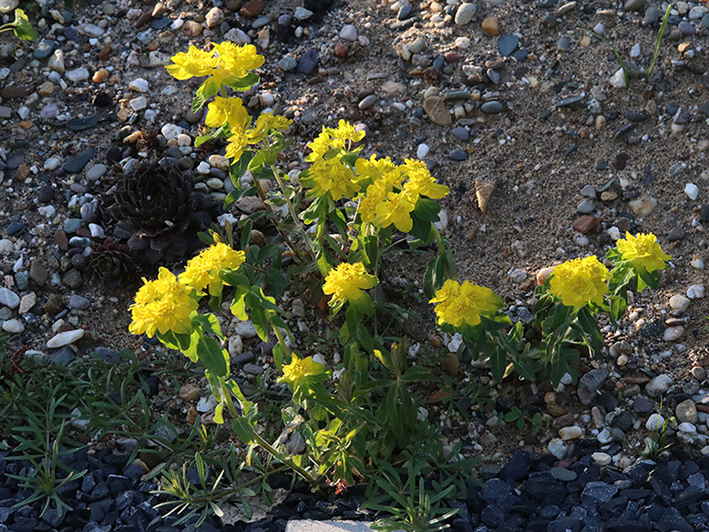 Euphorbia epithymoides