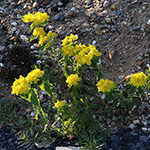 Euphorbia epithymoides - Vielfarbige Wolfsmilch