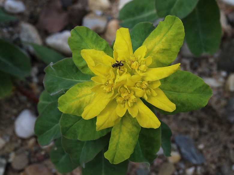 Euphorbia epithymoides
