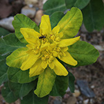 Euphorbia epithymoides - Vielfarbige Wolfsmilch