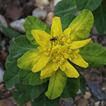Euphorbia epithymoides - Vielfarbige Wolfsmilch