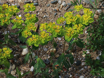 Euphorbia epithymoides