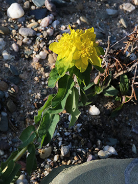 Euphorbia epithymoides