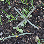 Euphorbia lathyris - Kreuzblättrige Wolfsmilch