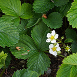Fragaria ×vescana