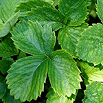 Fragaria ×vescana