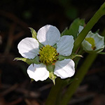 Fragaria ×vescana