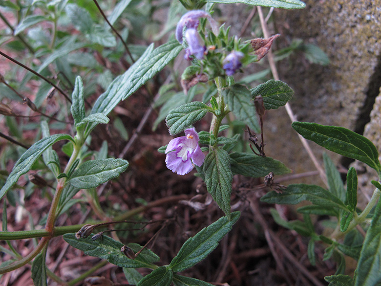 Galeopsis wirtgenii