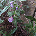 Galeopsis ×wirtgenii - Wirtgens Hohlzahn