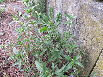 Galeopsis wirtgenii