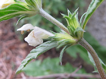 Galeopsis wirtgenii