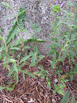Galeopsis wirtgenii