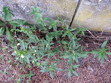 Galeopsis wirtgenii