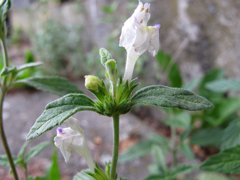 Galeopsis wirtgenii