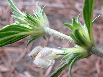 Galeopsis wirtgenii