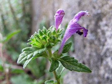 Galeopsis wirtgenii