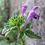 Galeopsis ×wirtgenii - Wirtgens Hohlzahn