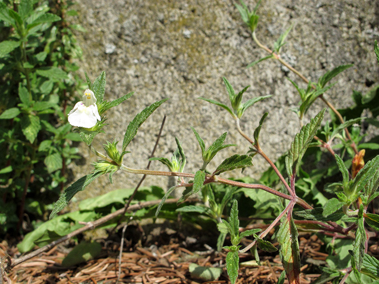 Galeopsis wirtgenii