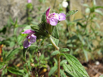 Galeopsis wirtgenii