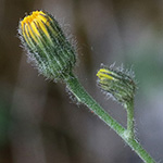 Hieracium schmidtii - Bleiches Habichtskraut
