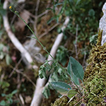 Hieracium schmidtii - Bleiches Habichtskraut