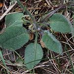 Hieracium schmidtii - Bleiches Habichtskraut