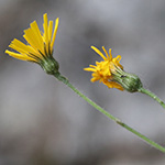 Hieracium schmidtii - Bleiches Habichtskraut