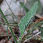 Hieracium schmidtii - Bleiches Habichtskraut