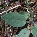 Hieracium schmidtii - Bleiches Habichtskraut