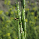 Hirschfeldia incana - Grausenf