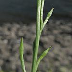 Hirschfeldia incana - Grausenf