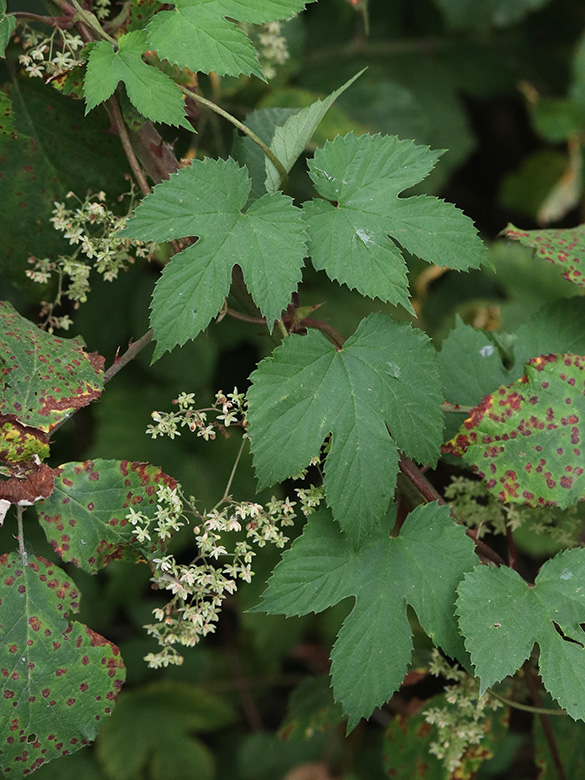 Humulus lupulus