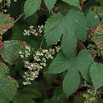 Humulus lupulus