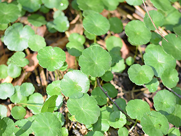 Hydrocotyle vulgaris